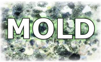 mold